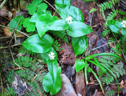 Adirondack Wildflowers:  Canada Mayflower in bloom at the Paul Smiths VIC